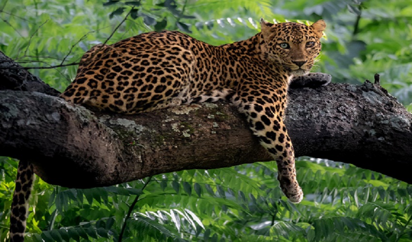 leopard