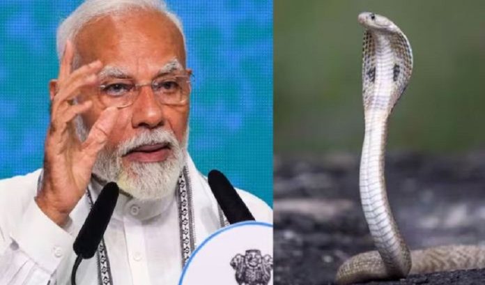 snake in pm house