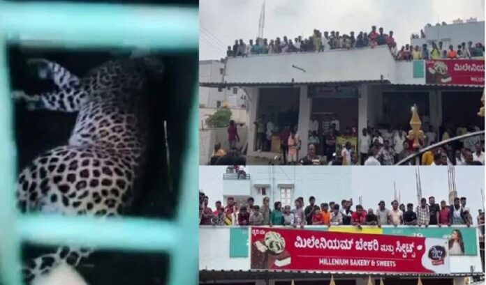 leopard in bengaluru
