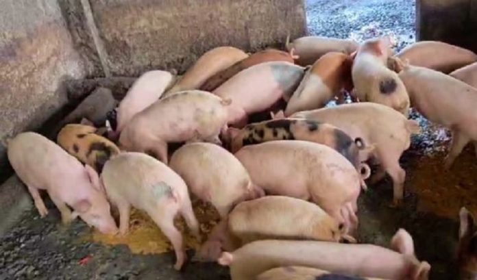 swine flu