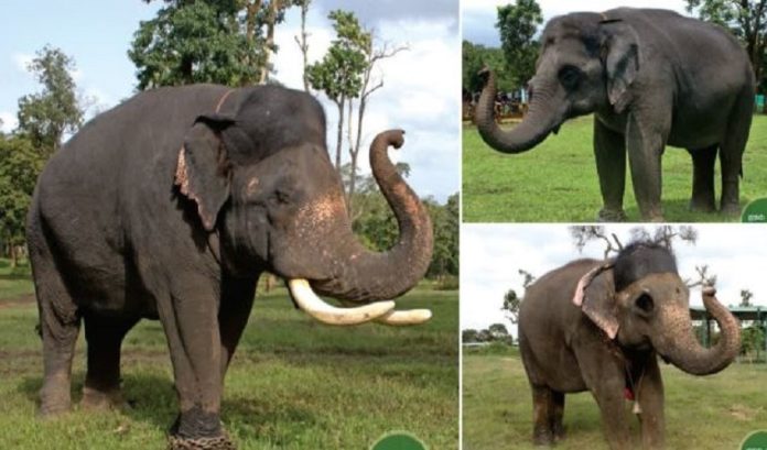 mysore dasara elefent