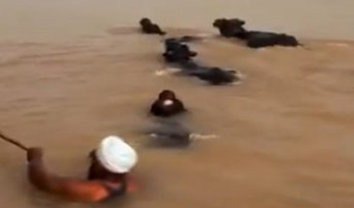 punjab flood