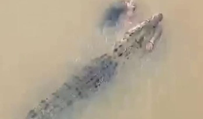 crocodile