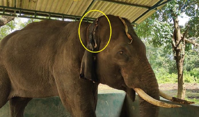 sakrebyle elephant camp