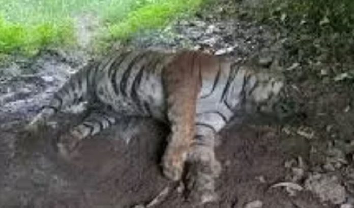 tiger death