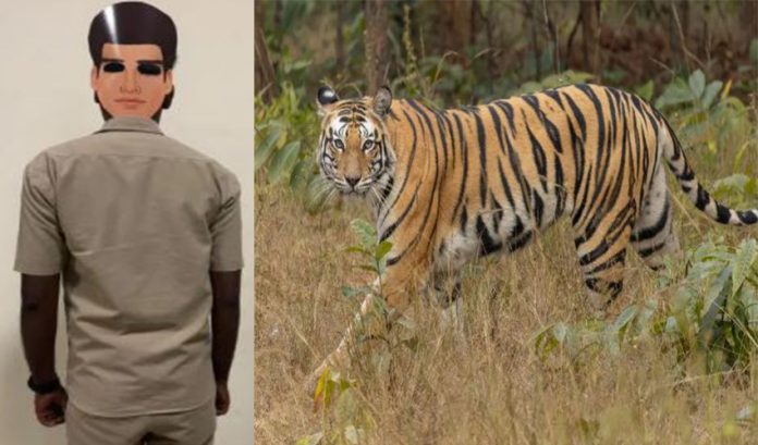 mysore tiger