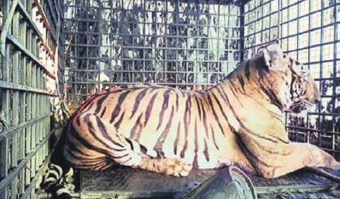 tiger in mysore