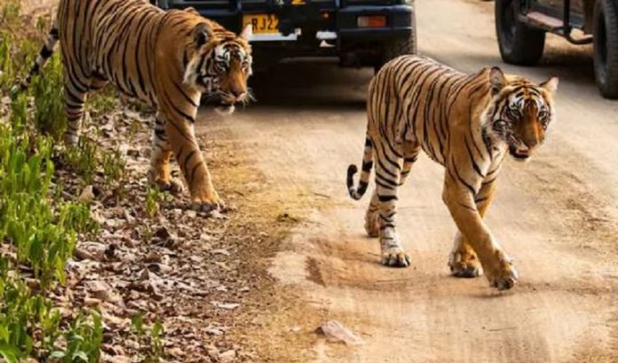tiger safari