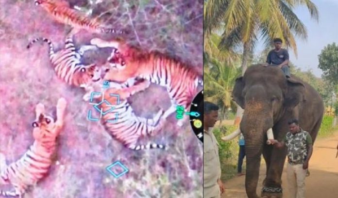 Chamarajanagar tiger