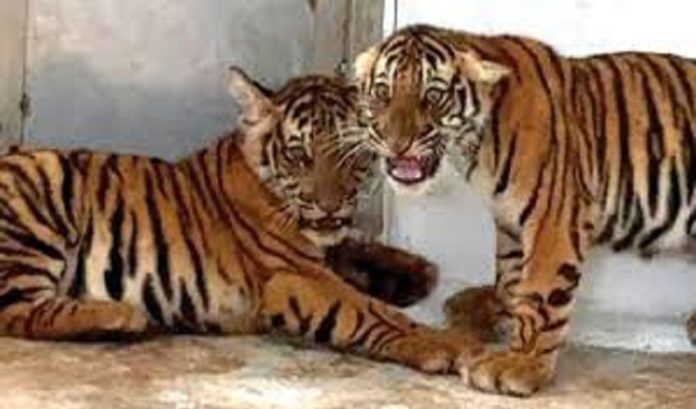 Mysterious death of 4 captive tiger cubs in Mysore!