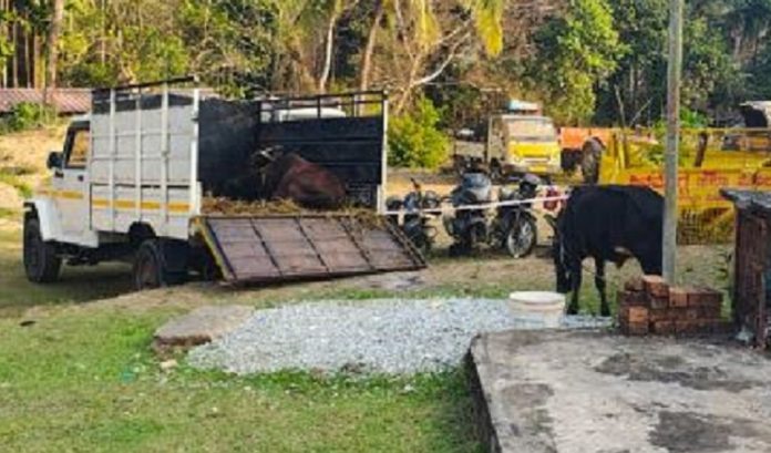 shivamogga cow