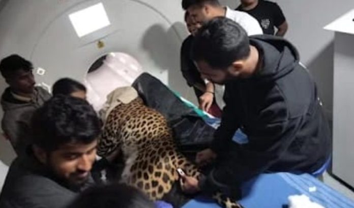 leopard