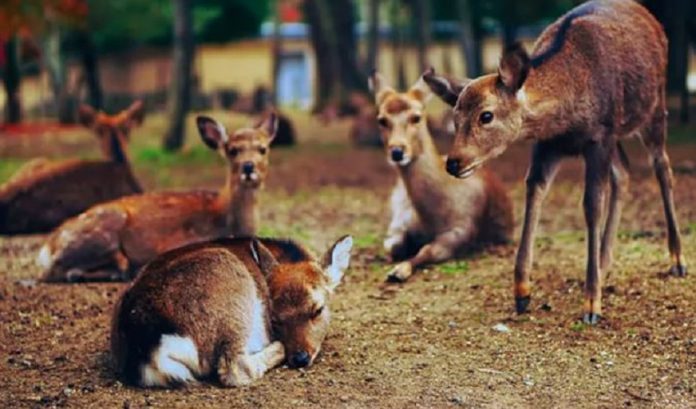 DEER