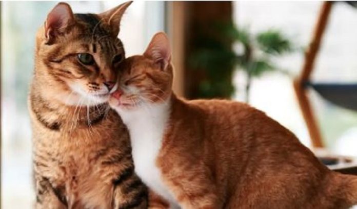 cats
