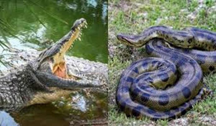 snake crocodile
