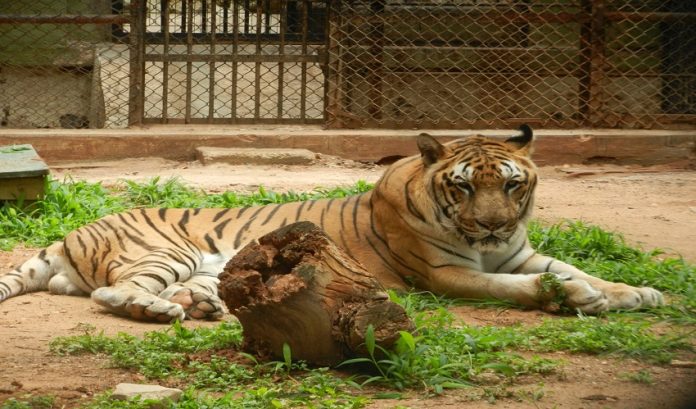 tiger