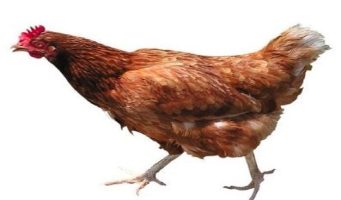 chiken